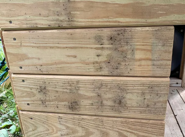 Surface mildew image